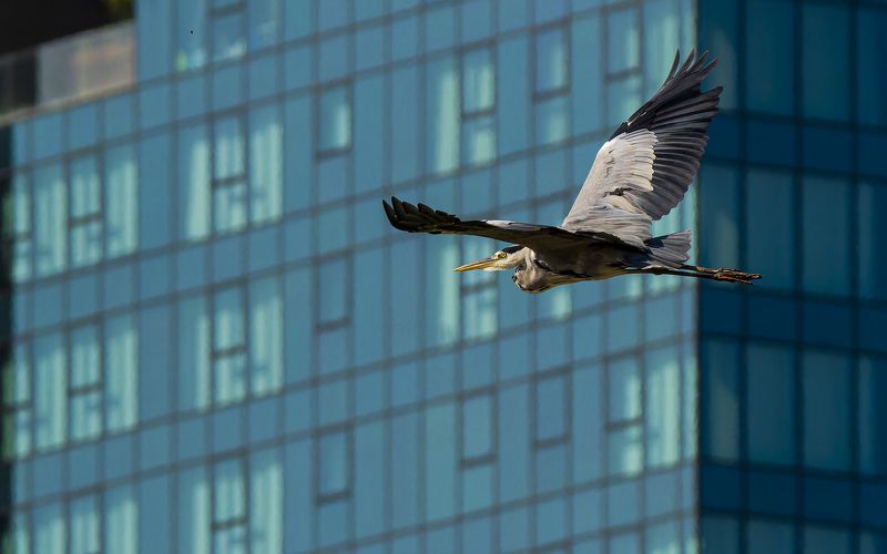 Grey heron flying. фото превью