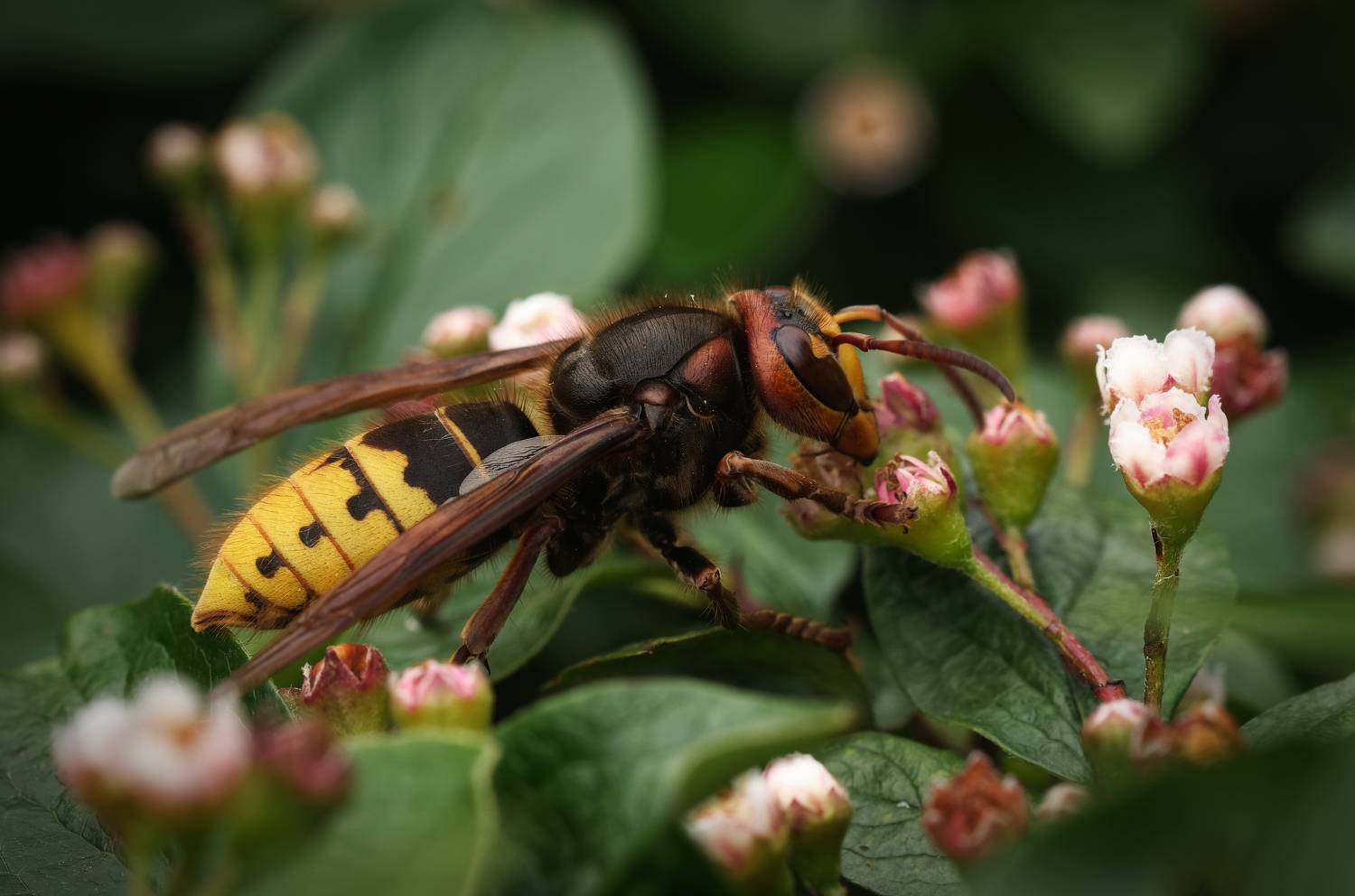 шершень, насекомые, природа, hornet, insects, nature, Пётр Калачев