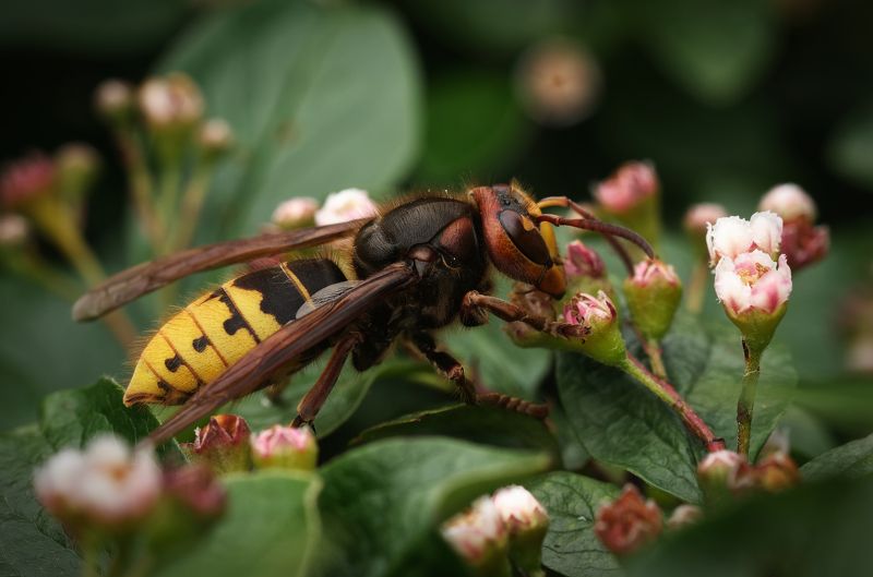 шершень, насекомые, природа, hornet, insects, nature Шершень фото превью