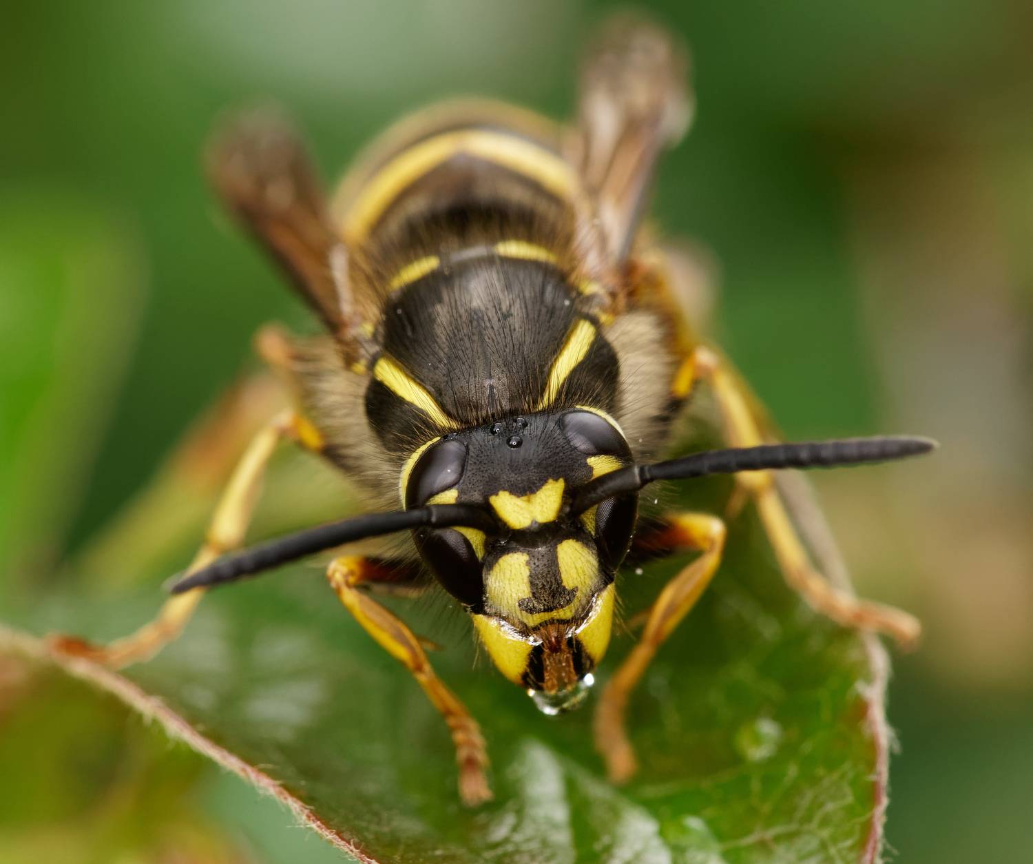 оса, насекомые, природа, wasp, insects, nature, Пётр Калачев
