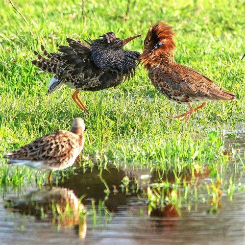 Птичьи ловеласы