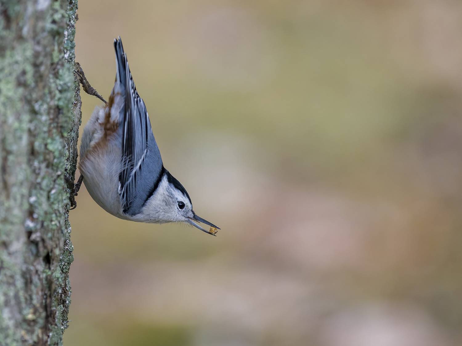 , Burgalin Sequeira Fernando