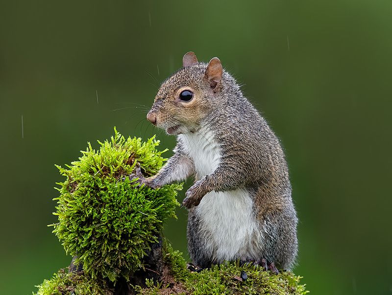 белка, squirrel, gray squirrel, каролинская белка, животные, animals,  дикие животные Gray squirrel - Каролинская Белка фото превью