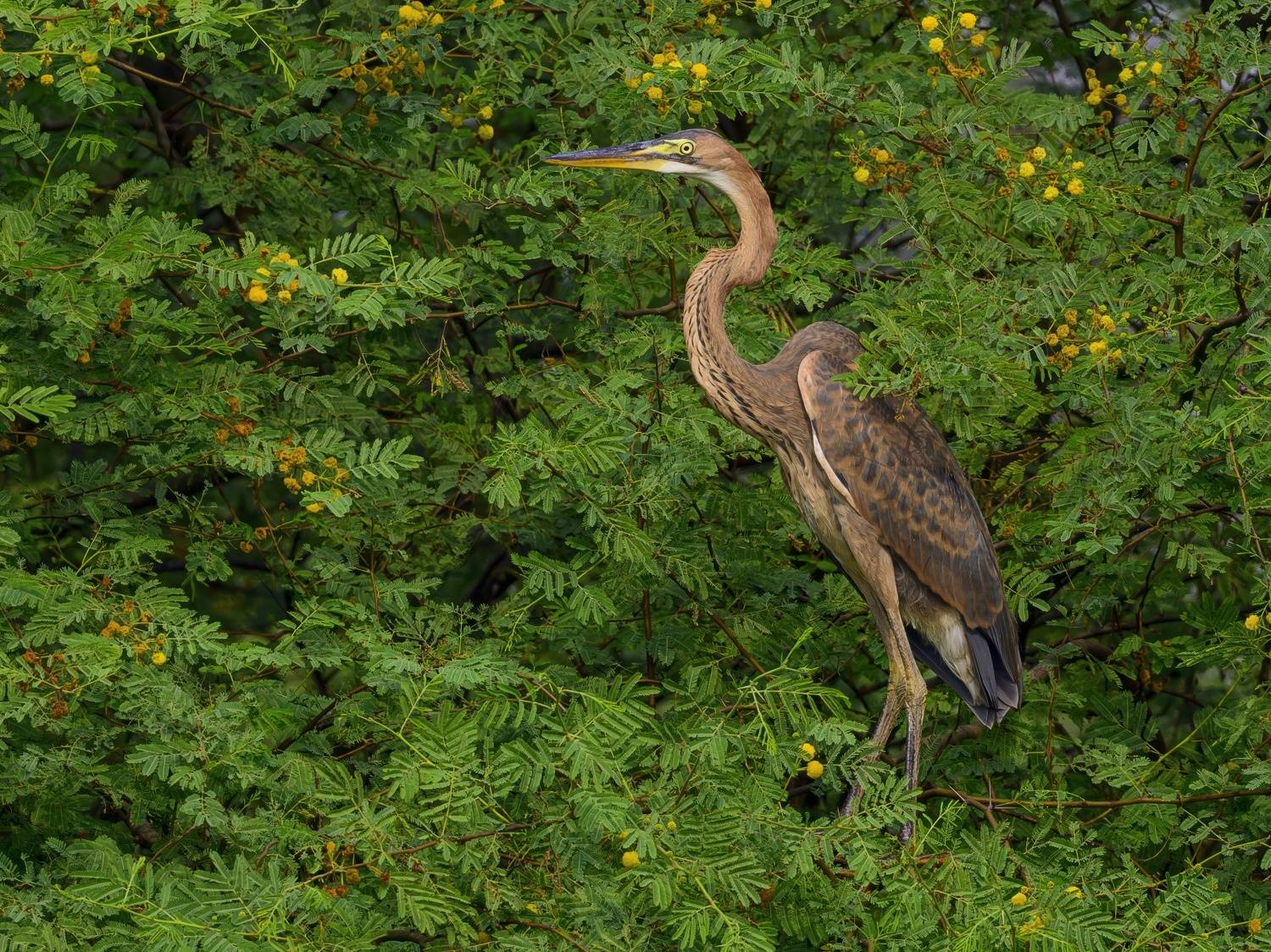 , Пупонин Сергей