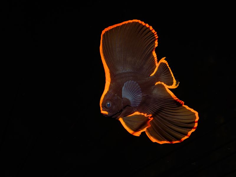 Фламенко фото превью