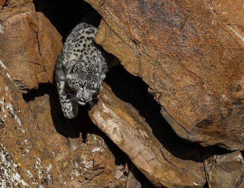 Snow Leopard