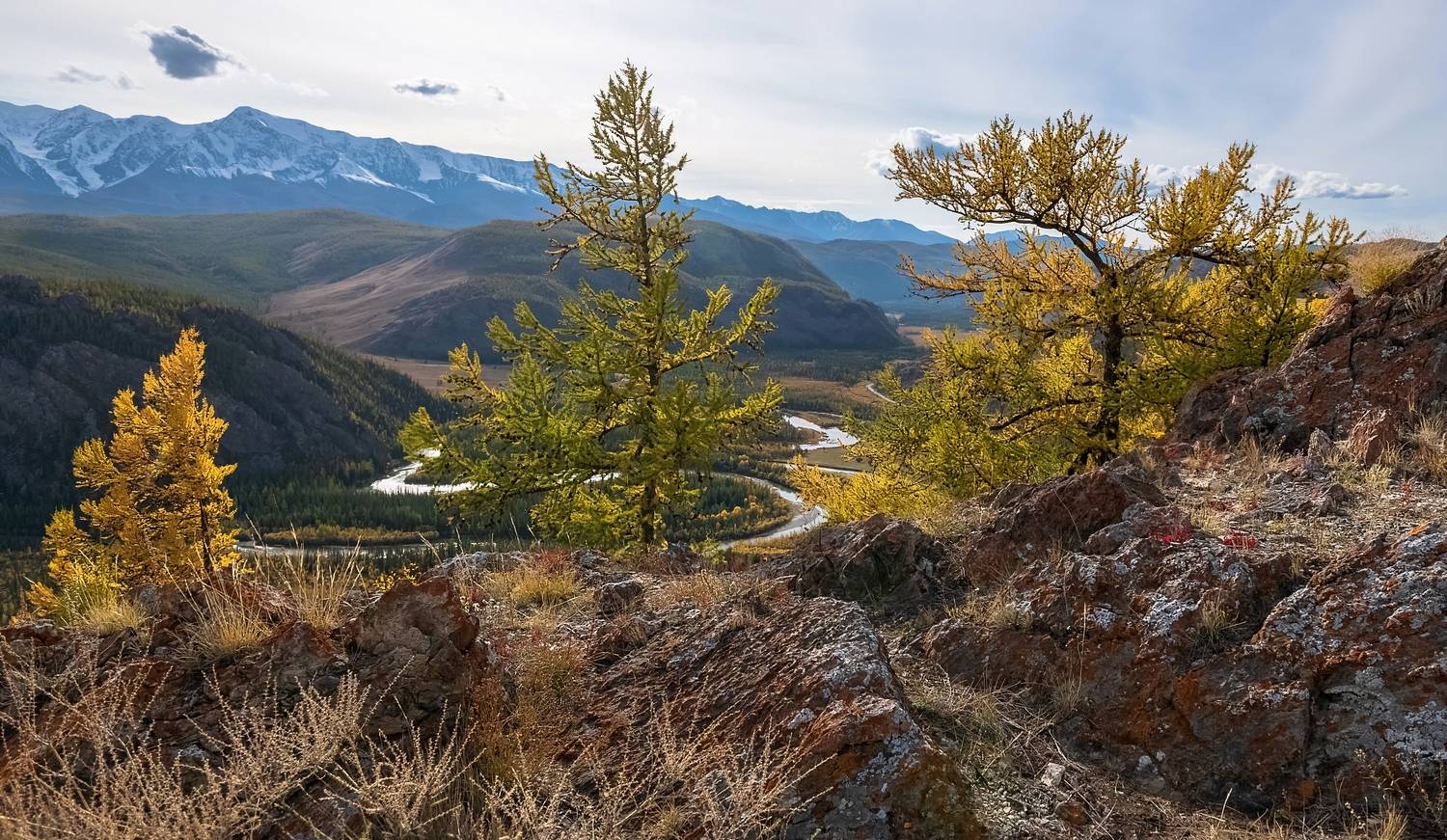алтай, чуя-река, лиственницы, осень, Фомина Марина
