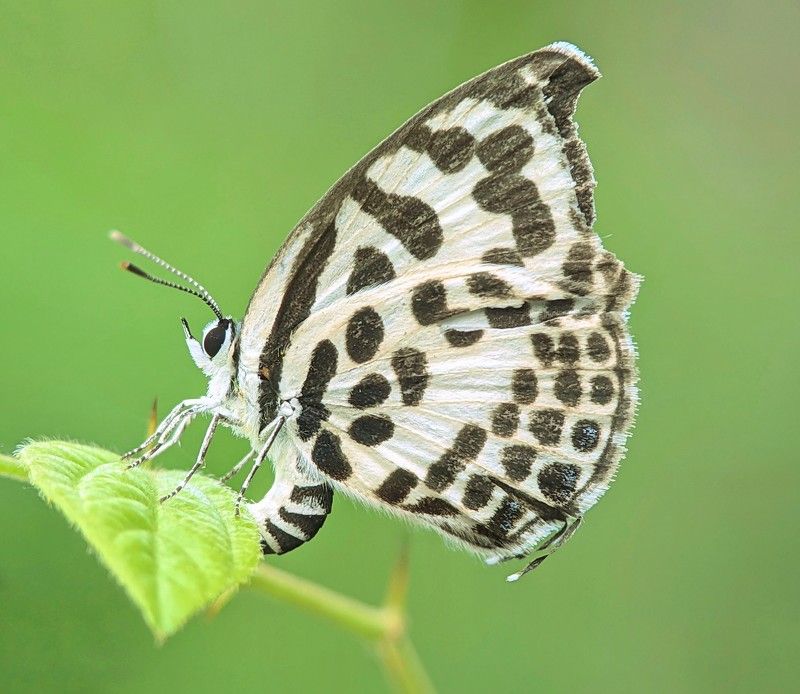 macro phone фото превью