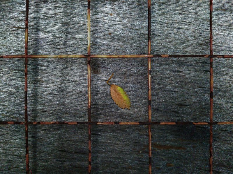 осень, листья Осенний плен фото превью