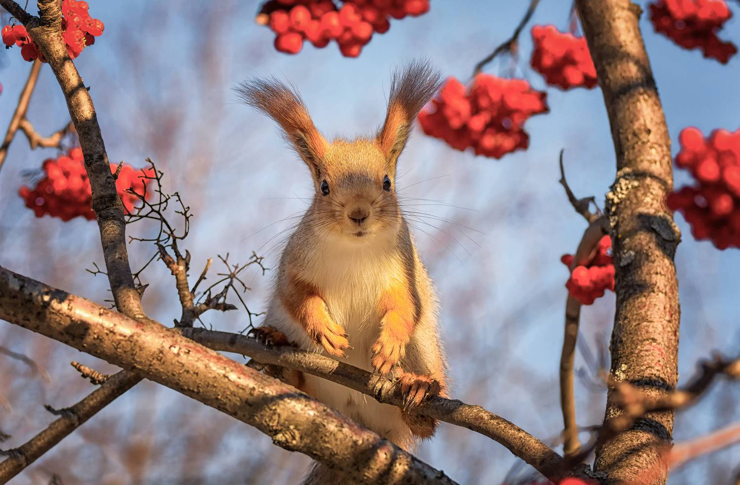 белка, рябина,, Марина Мочалова