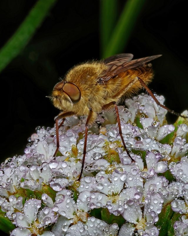Gasterophilus nigricornis фото превью