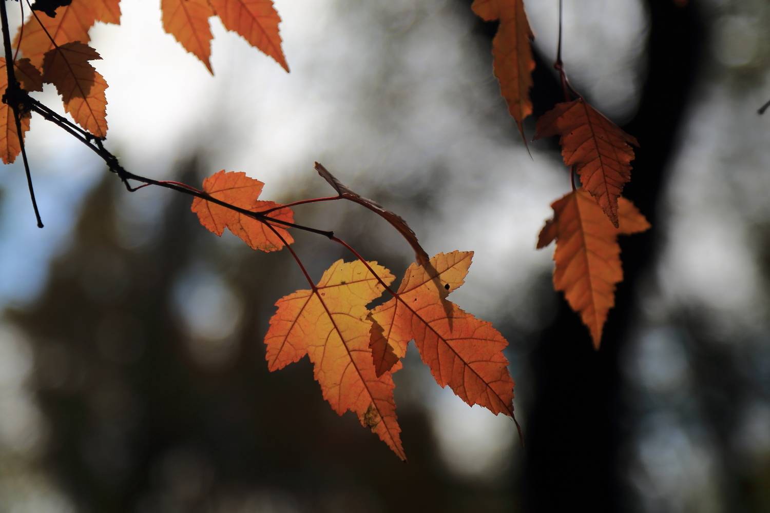 , Евгений Зинов