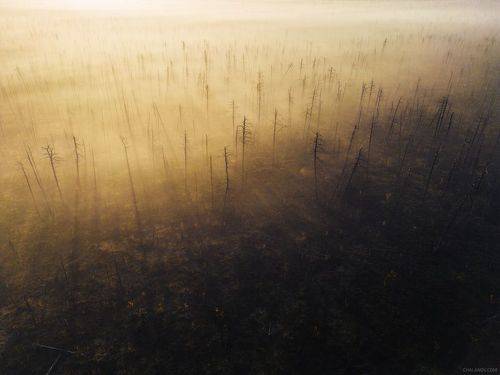 Тени мертвого леса