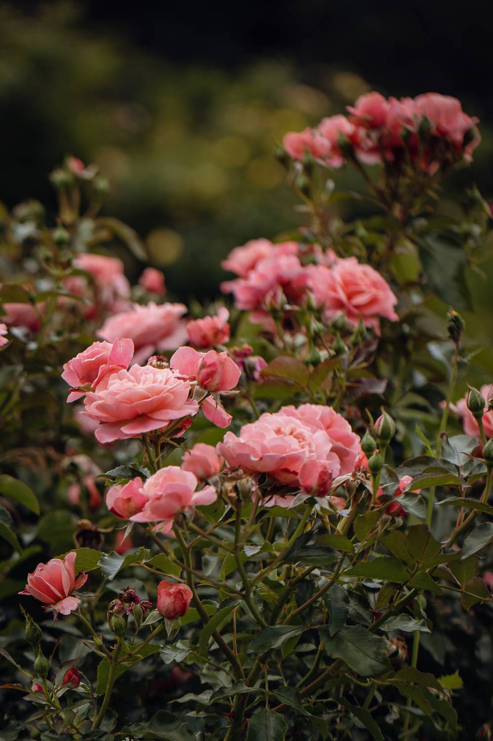 , Бравичева Анастасия