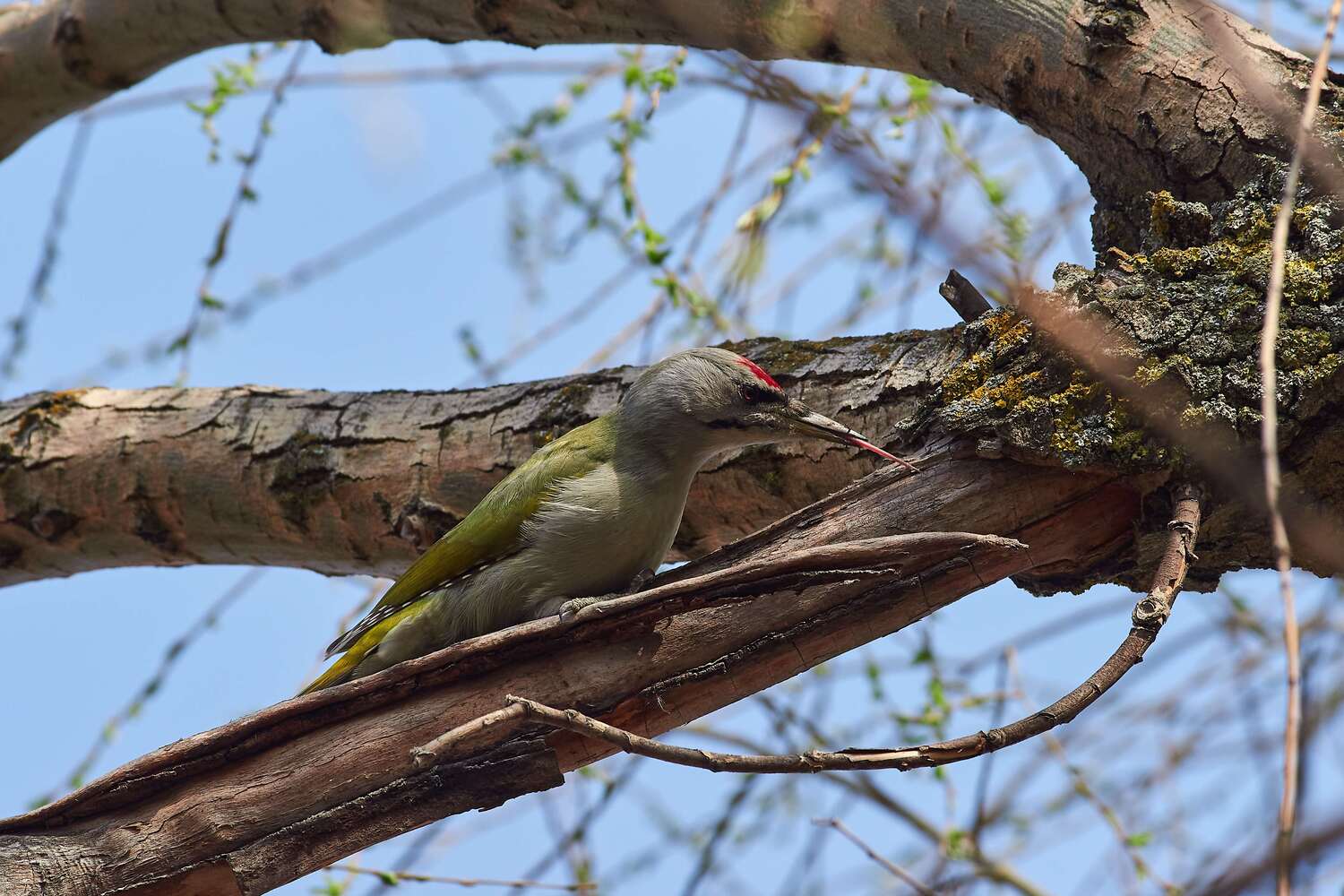 volgogad, russia, wildlife, bird, birds, birdswatching, volgograd, russia, wildlife, Picus canus,, Сторчилов Павел