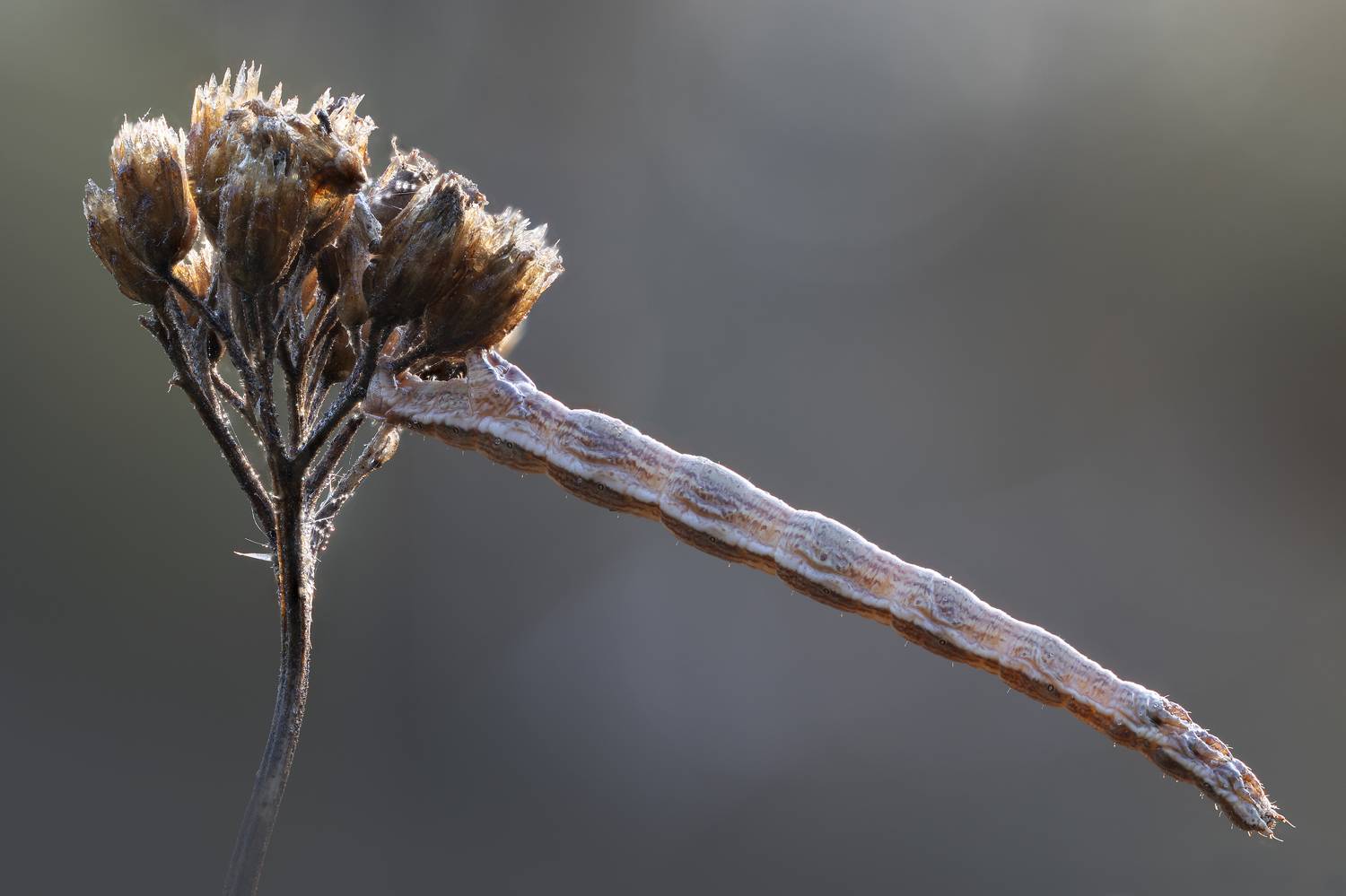 , Кузнецов Дмитрий
