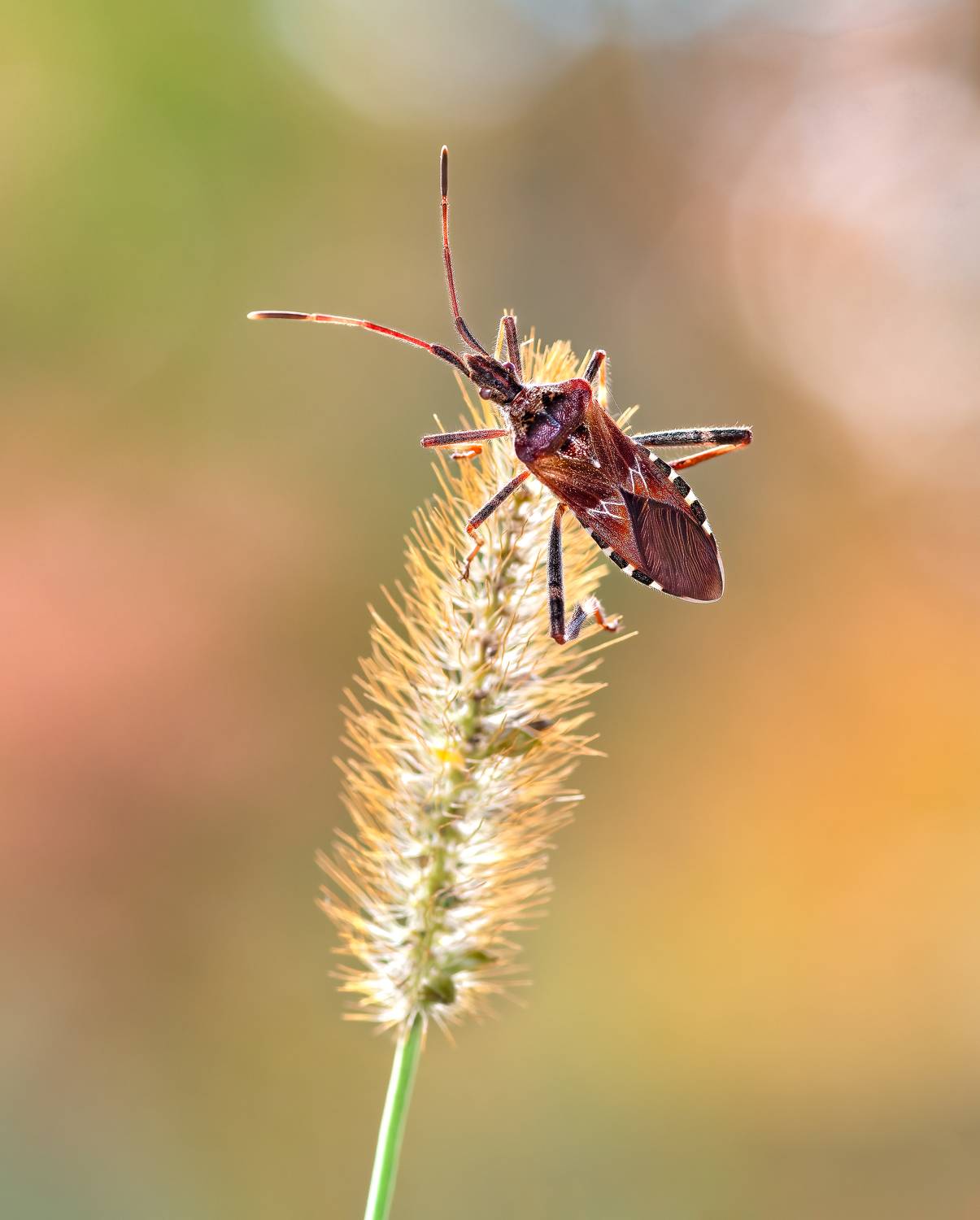 beetle, insect, fall, autumn, stink bug, macro, leaves, season, seasons, camouflage, camouflaged,, Atul Saluja