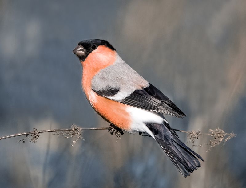 Bullfinch фото превью