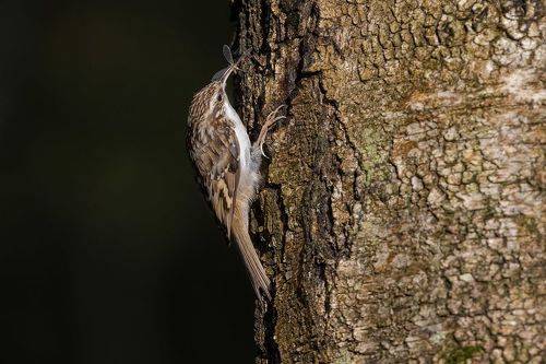 Муха на завтрак