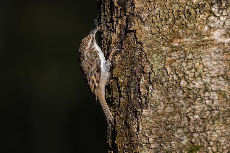 птицы, Подмосковье, Certhia familiaris Муха на завтрак фото превью