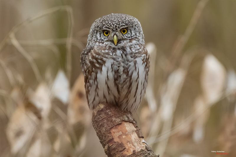 Сычик фото превью