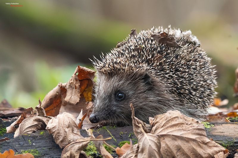 Я проснулся фото превью