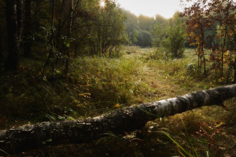 Утро в осеннем лесу фото превью