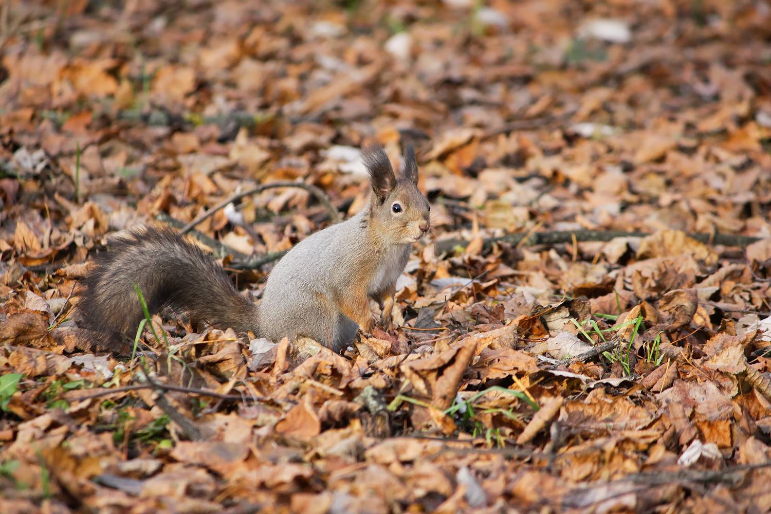 белка, КарОл