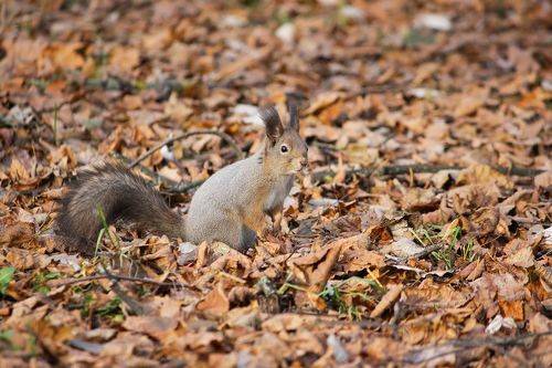 Осенняя Белочка