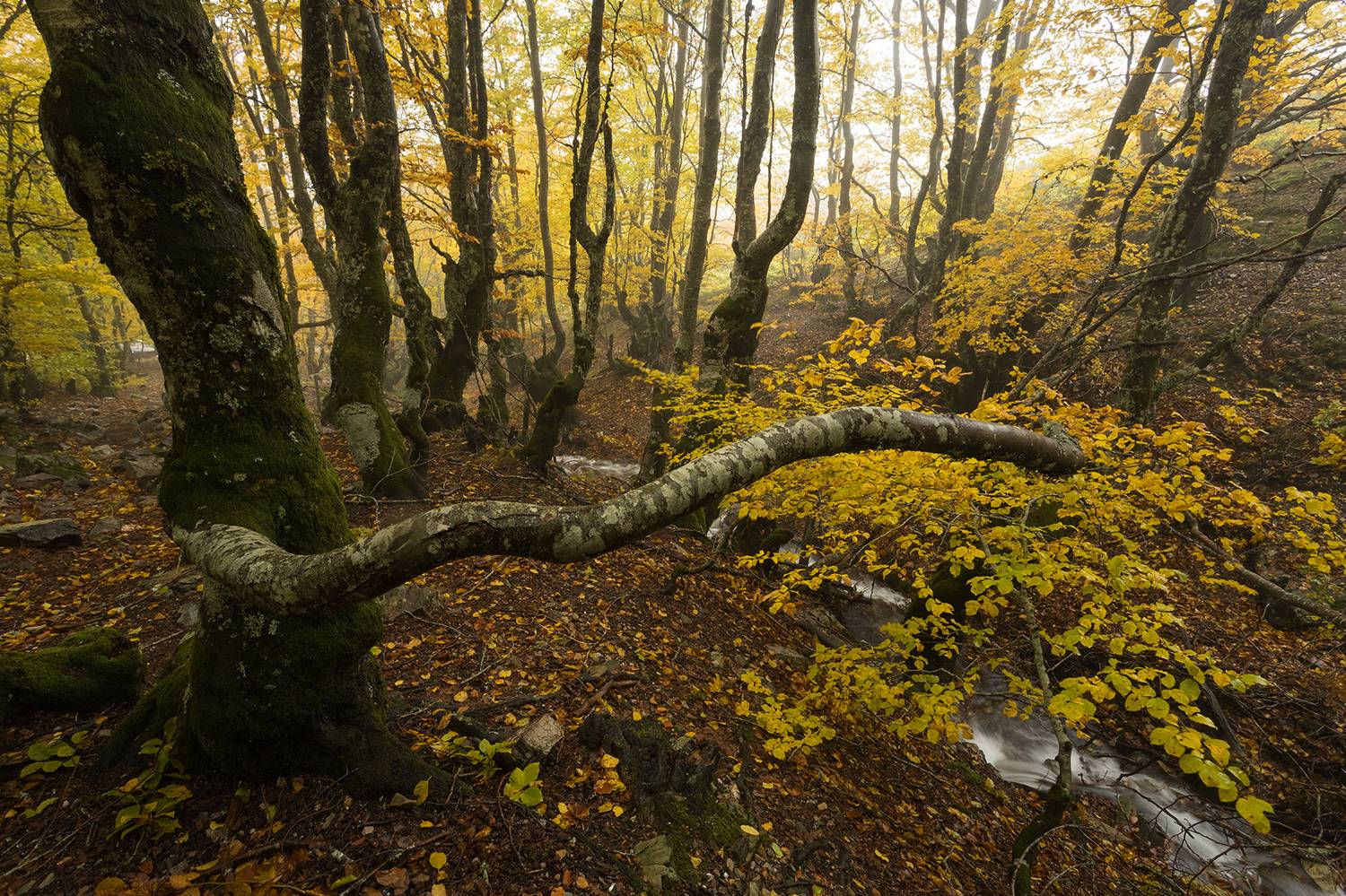 photography, mountain, autumn, land, landscape, photo, awakening, flowers, land, landmark, lands, soft ligth, ligth, mountains, photo, river, jimenez millan samuel