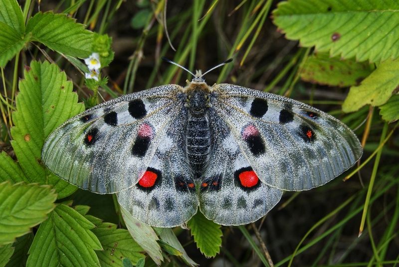 аполлон, бабочка, парусники, природа, parnassius, nature, butterfly Аполлон на Алтае фото превью