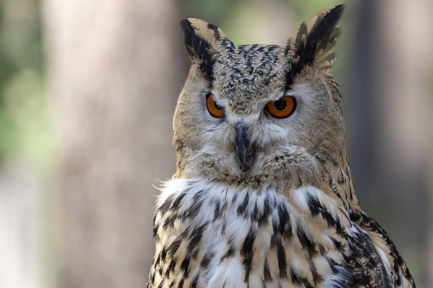 , Щепанов Дмитрий