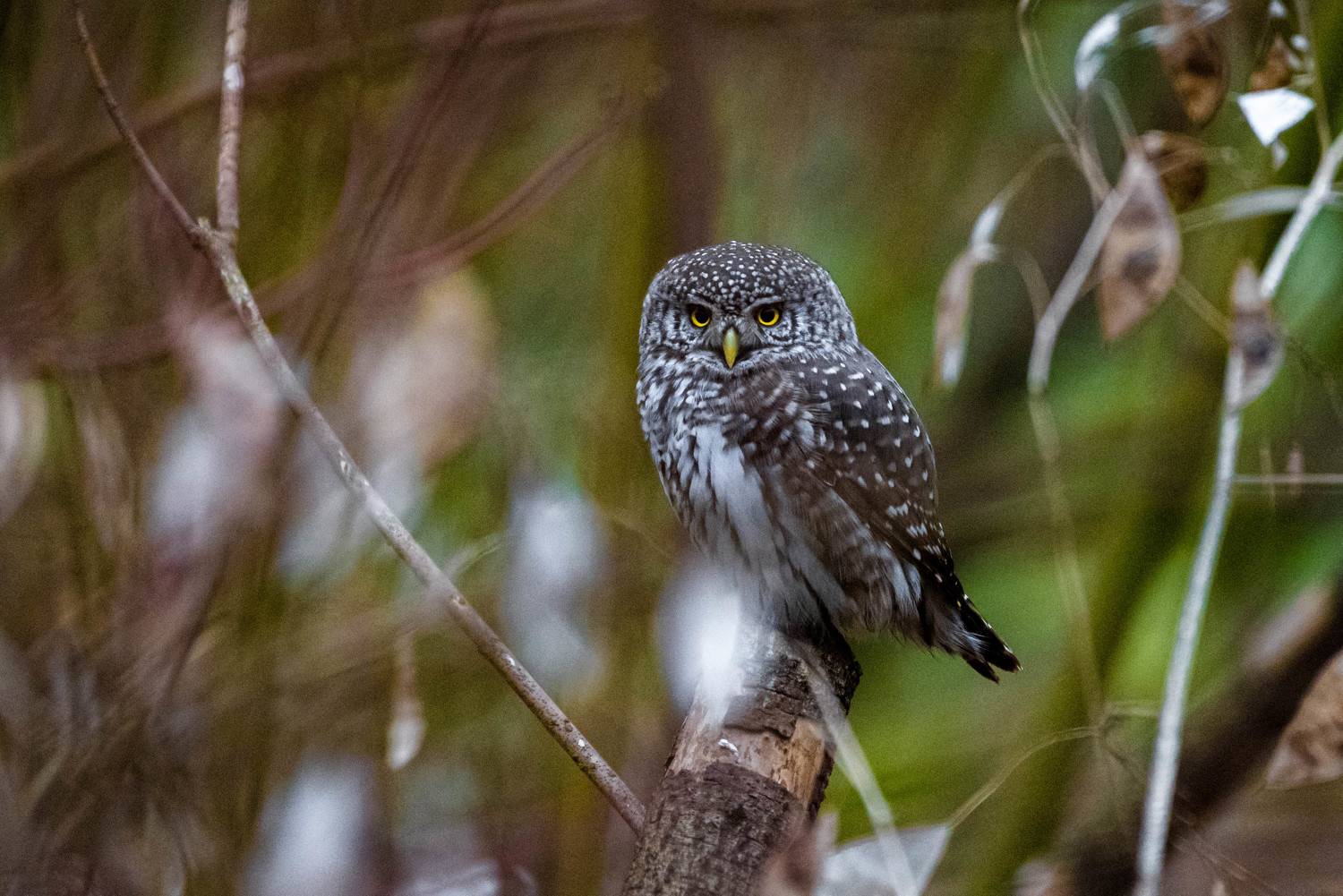 , Сморчков Сергей