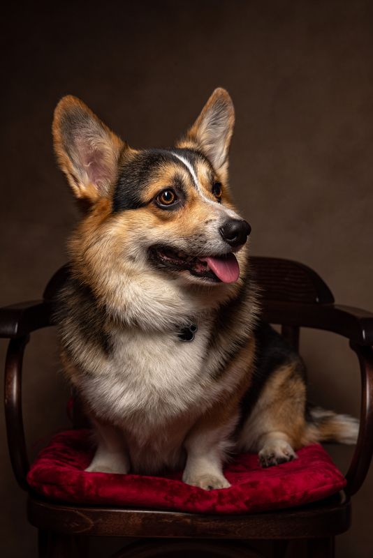 корги, собака, корги пемброк Корги Боня фото превью