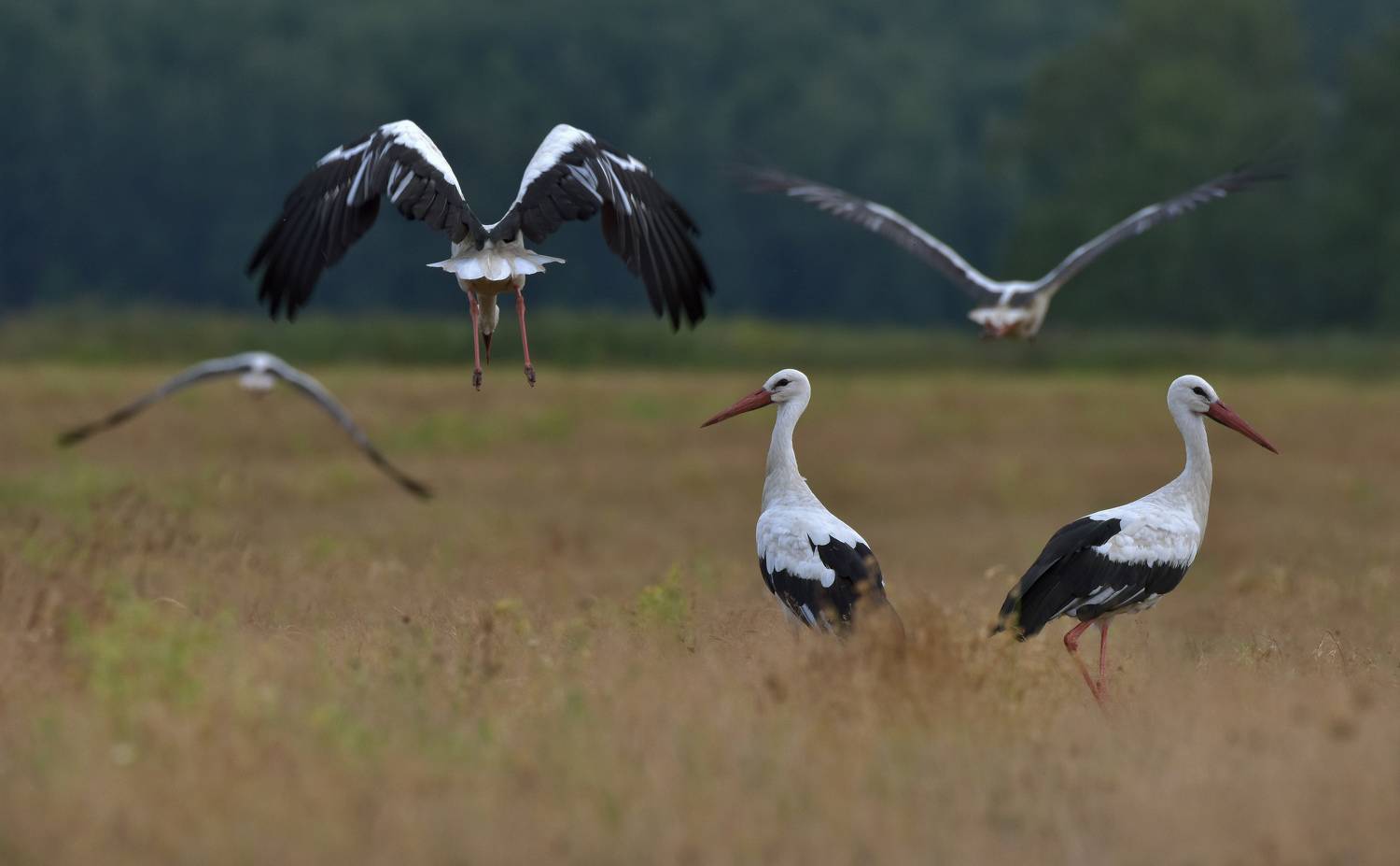 , Макеев Алексей