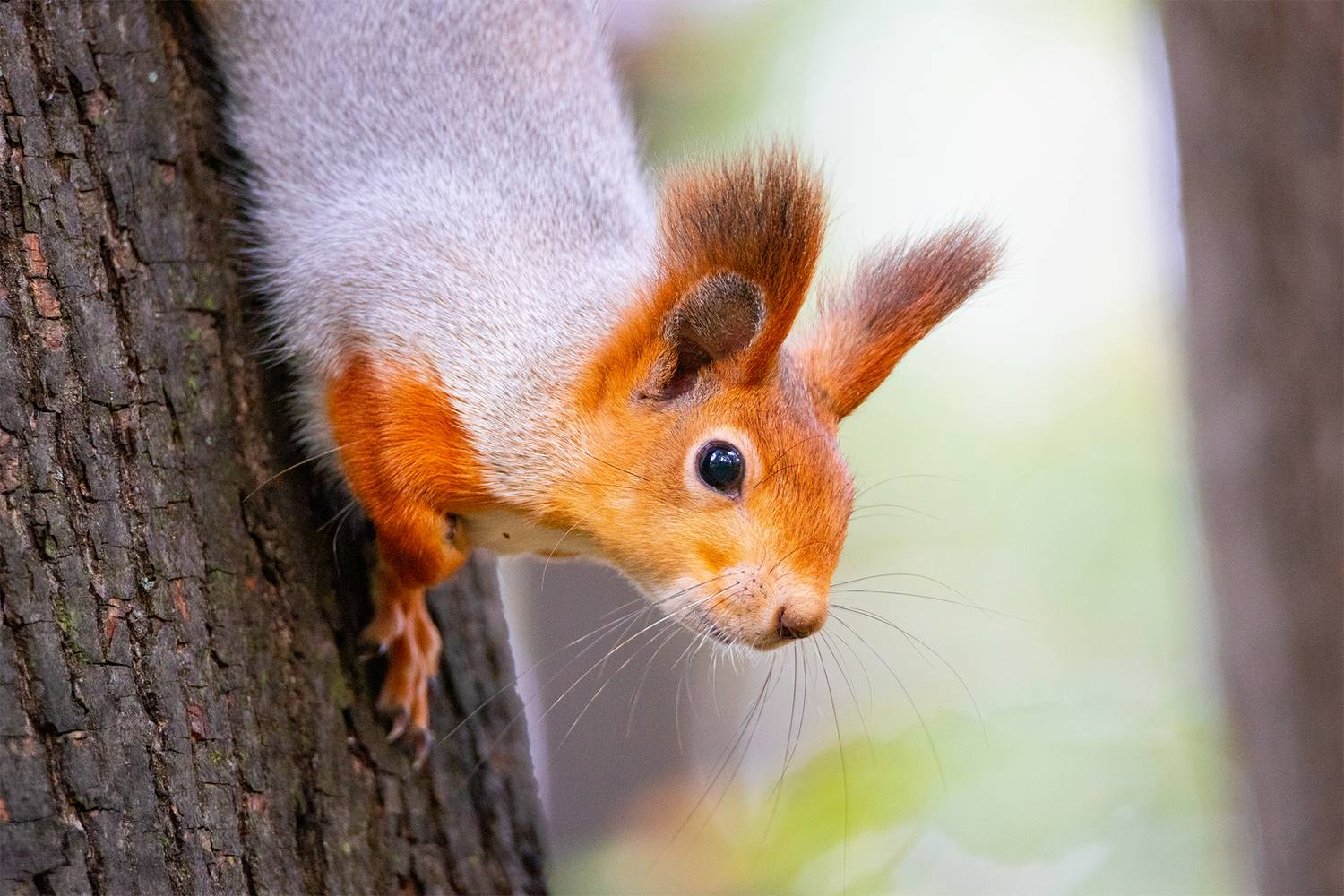 , Чудинин Дмитрий