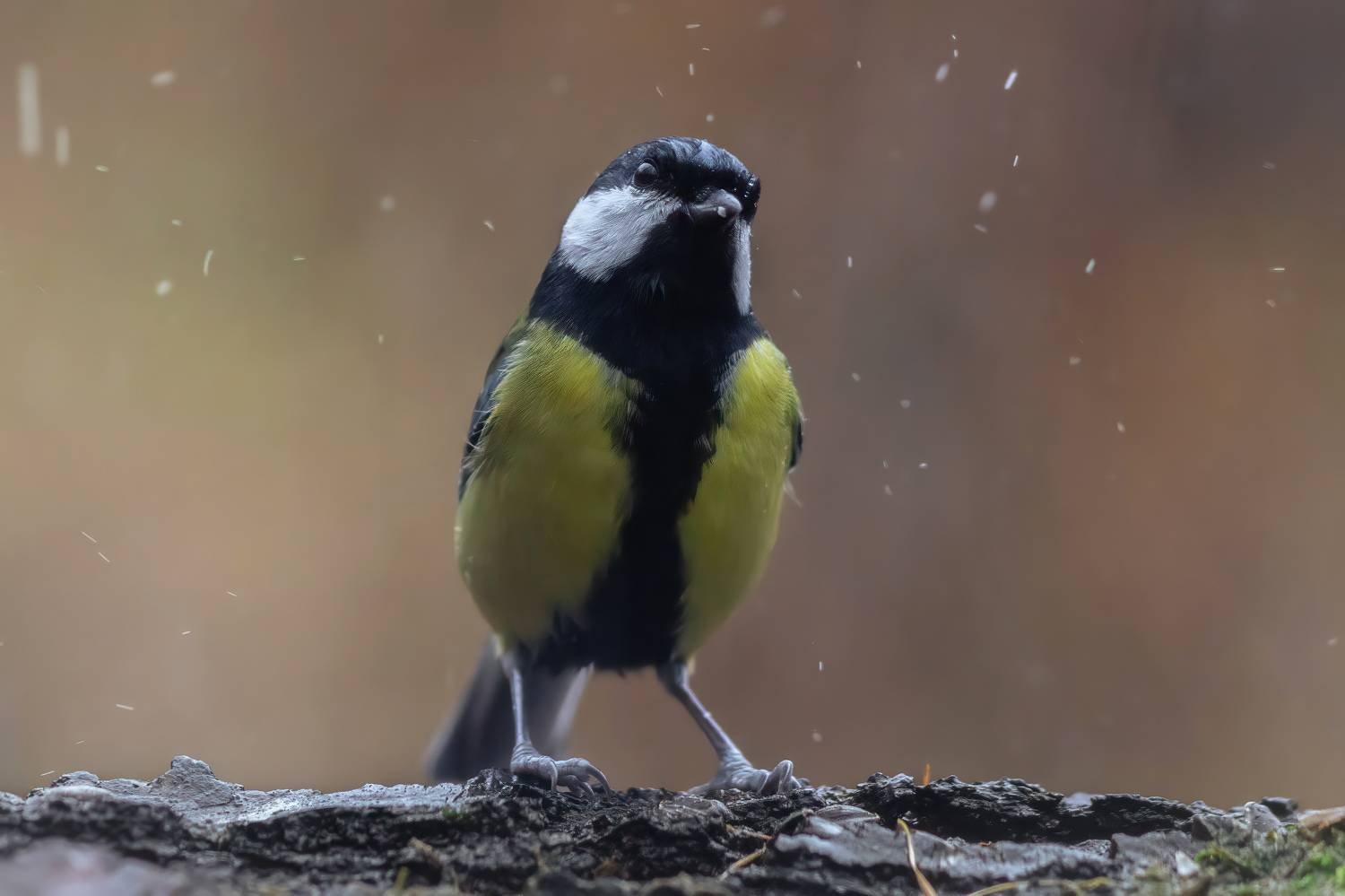 , Денис Пронин