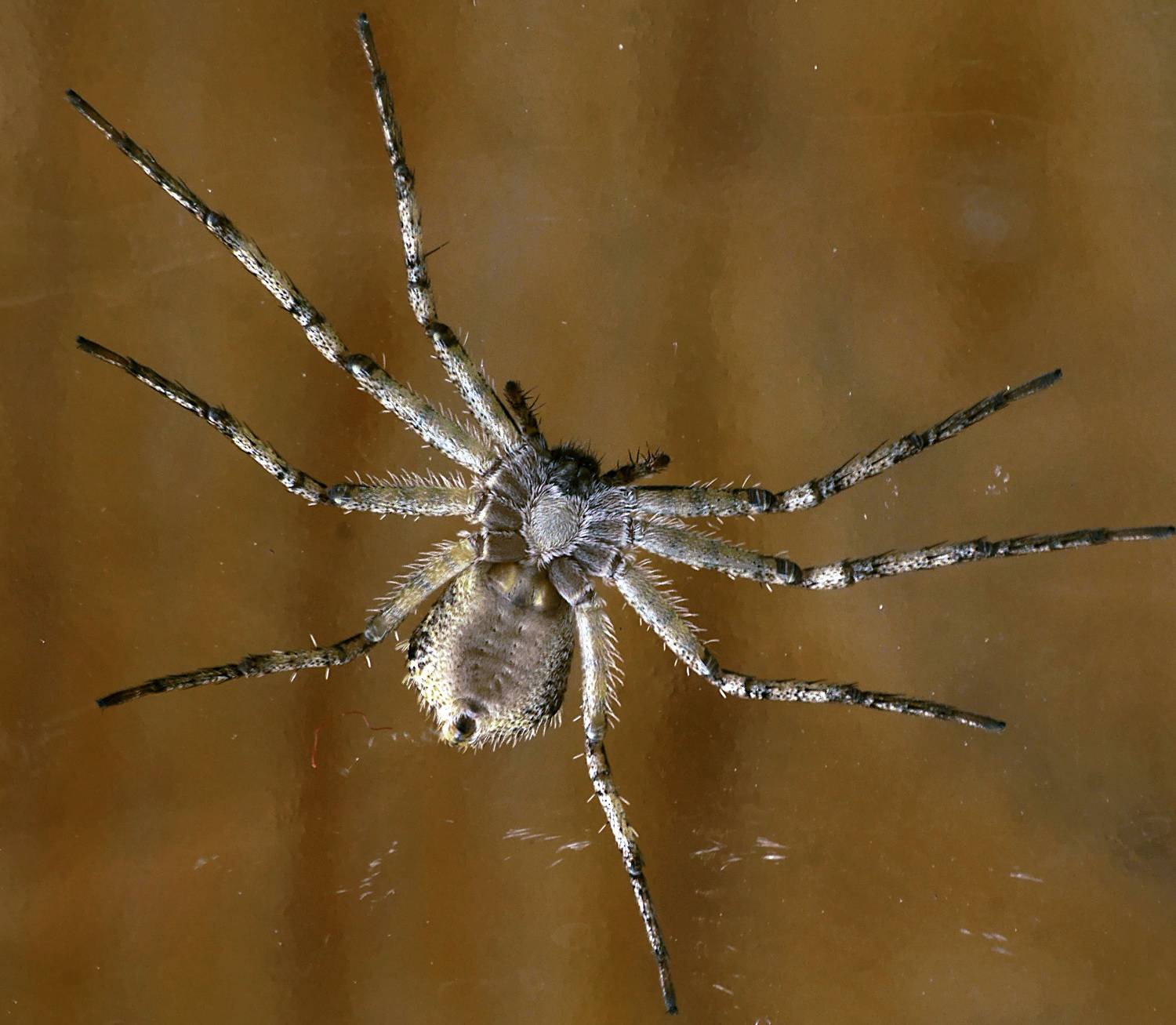 паук., sasha yudin