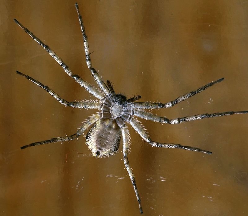 паук. Обнимемся фото превью