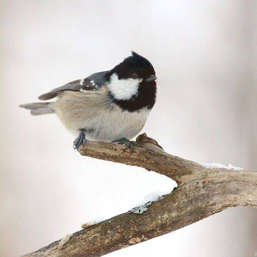 Coal Tit. Московка
