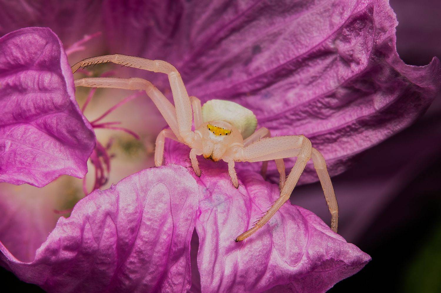 spider, arachnid, macrophoto, spiderlovers, macrophotography, spiderimage, spiderphoto, crab_spider, nature, Stephane