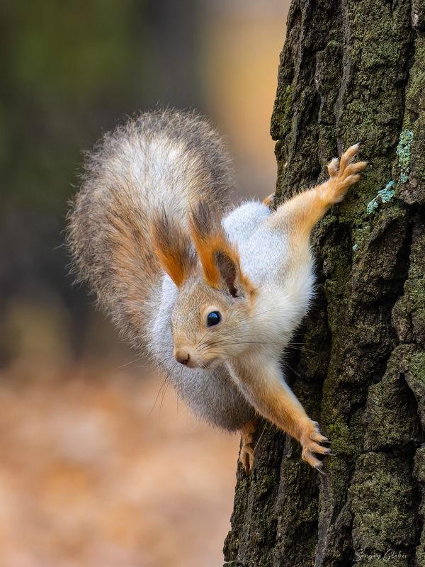 белка Динамичная белка фото превью