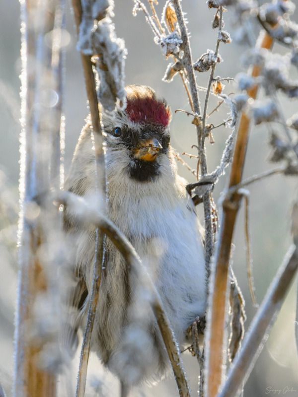 чечётка, птицы, пернатые Чечётка обыкновенная фото превью