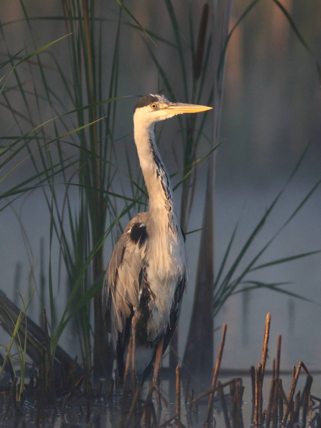 животные, природа, птицы, цапля, анималистика, Владимир Шебаршенко