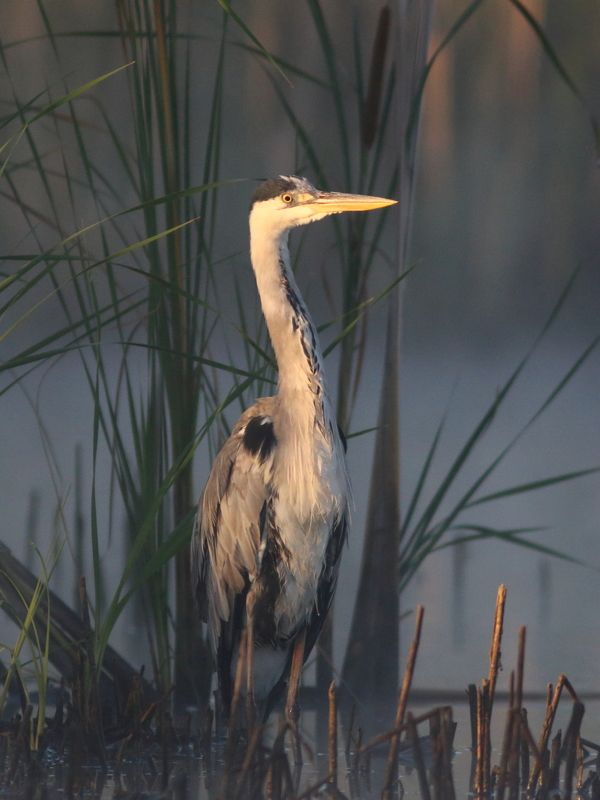 животные, природа, птицы, цапля, анималистика Утро на озере фото превью