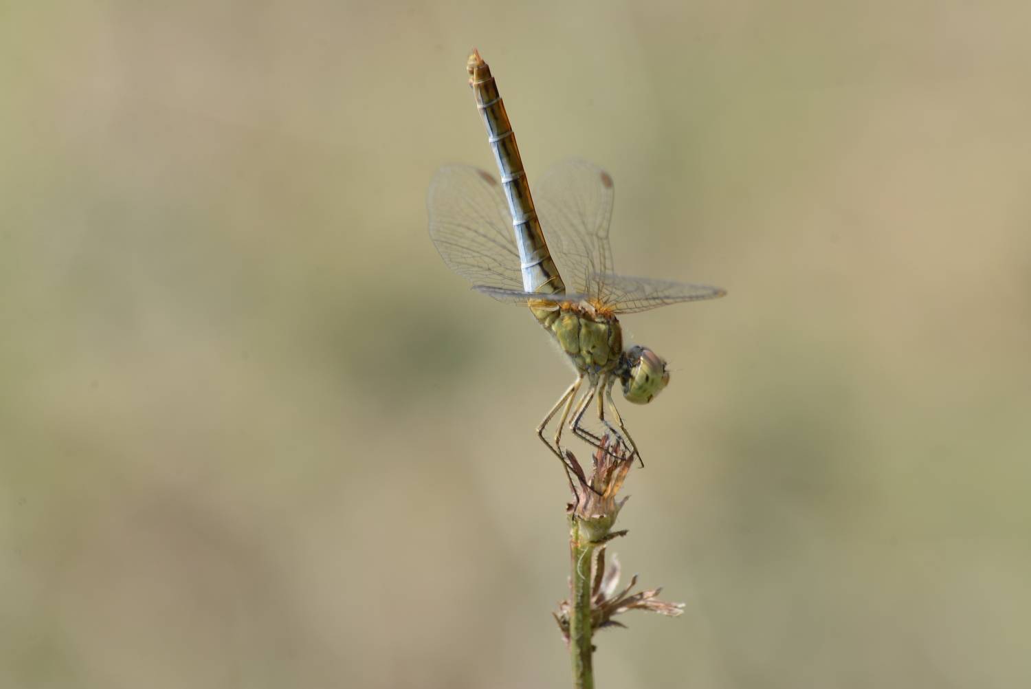 , G&uuml;lşen  Mutlu