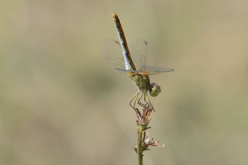 Yusufçuk фото превью