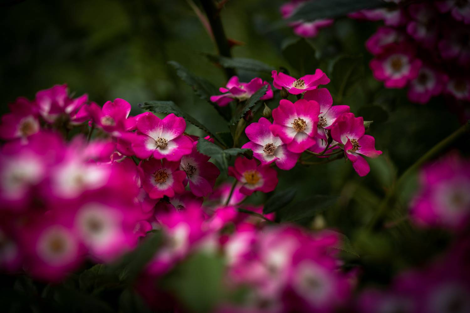 , Бравичева Анастасия