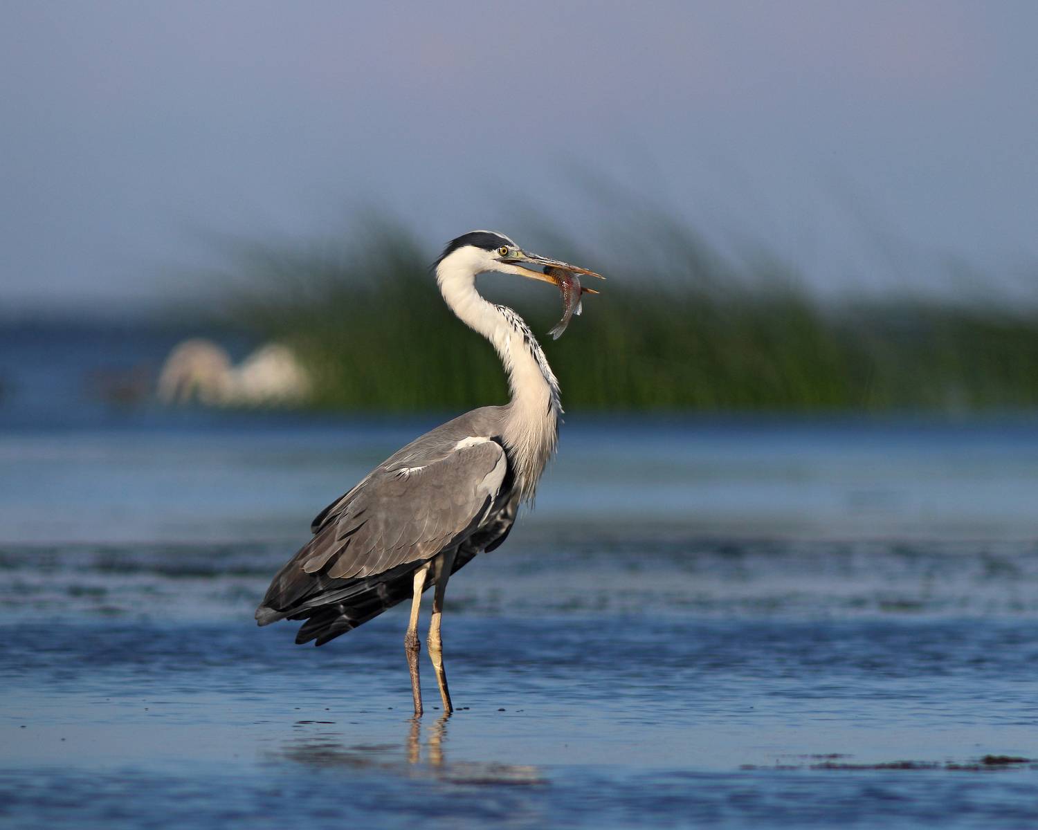 серая цапля, цапля, ardea cinerea, grey heron, heron, куршская коса, куршский залив, Бондаренко Георгий