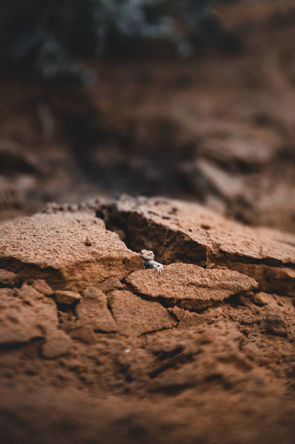 ящерицы, природа, животные, степи, Рябинин Влад